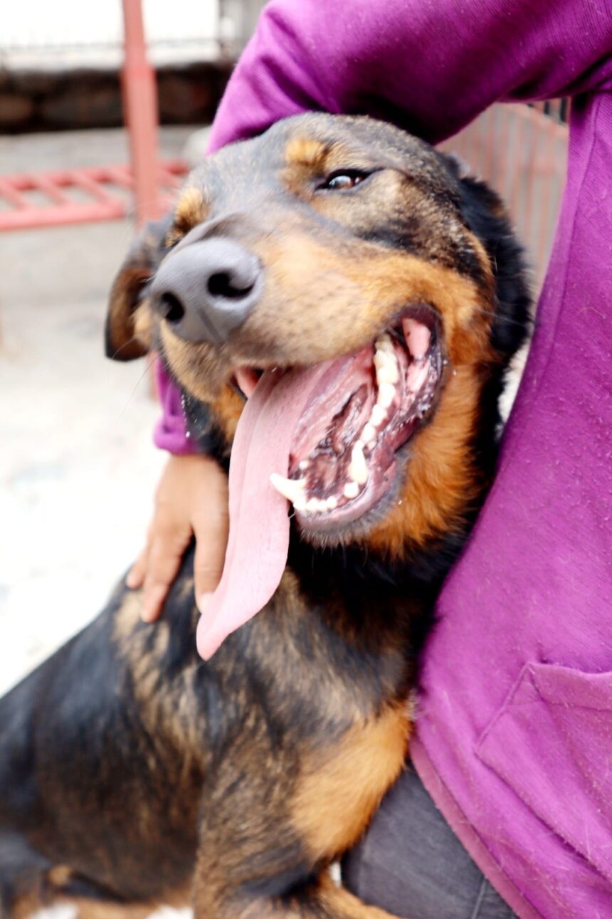 342218373_271804071864479_4506220599199580578_n Annual Vaccinations for Your Pet
