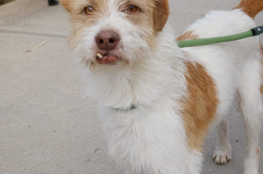 Help for the Animals Rescue